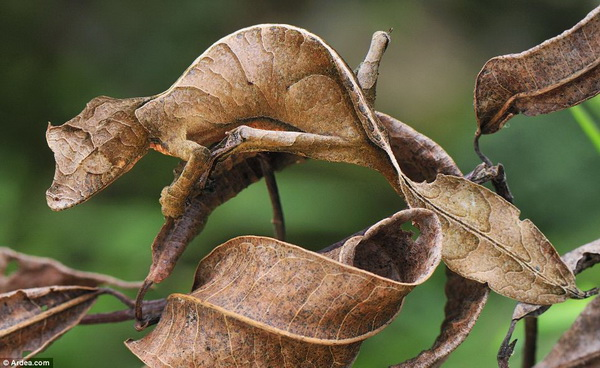 Gecko Cola de Hoja Satánico | Wiki Reino Animalia | Fandom