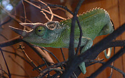 250px-Chamaeleo jacksonii