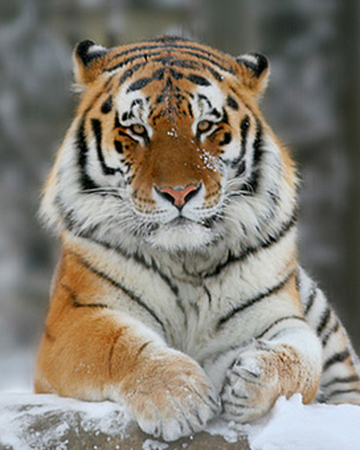 Tigre Siberiano | Wiki Reino Animalia | Fandom