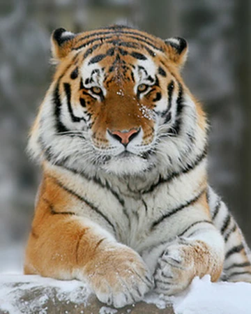Tigre Siberiano