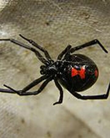 Viuda Negra Americana Wiki Reino Animalia Fandom
