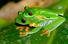 Agalychnis-callidryas-Amplexus