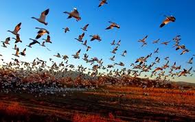 Aves migrando