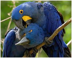 Loro azul