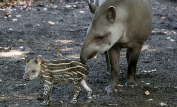 Tapirus terrestris3