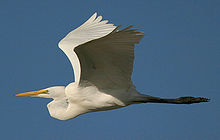 220px-Ardea-alba-001