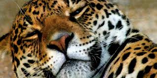 Jaguar durmiendo