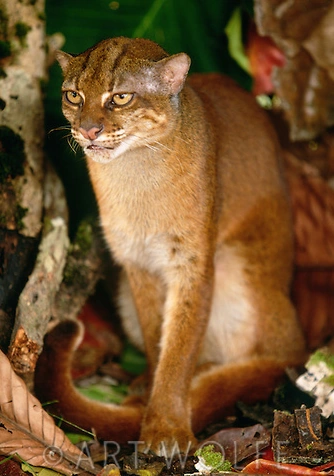 Resultado de imagen de gato de borneo
