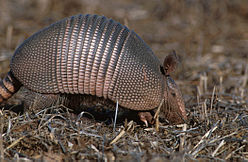 248px-Dasypus novemcinctus