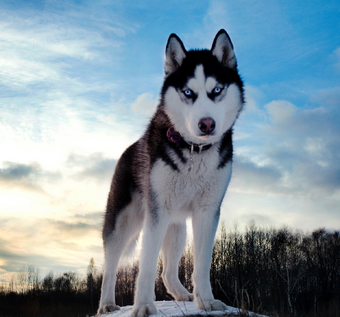 Resultado de imagen de Husky siberiano