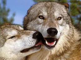 Lobos