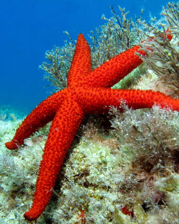Estrella De Mar Roja Wiki Reino Animalia Fandom