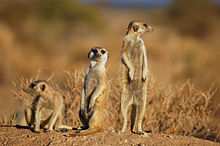 Suricates, Namibia-2