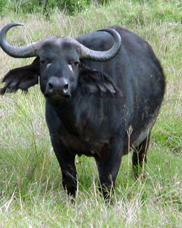 Búfalo Africano Negro | Wiki Reino Animalia | Fandom