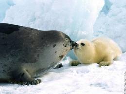 Focas