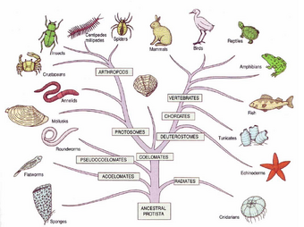 Taxonomía | Wiki Reino Animalia | Fandom