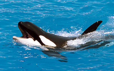 Orca cabeza afuera