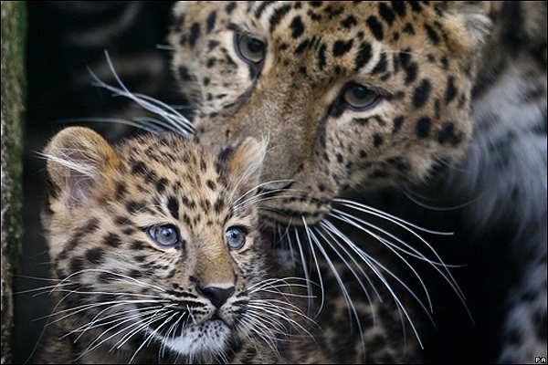 Resultado de imagen para El leopardo de Amur