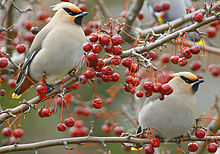 220px-BohemianWaxwings08