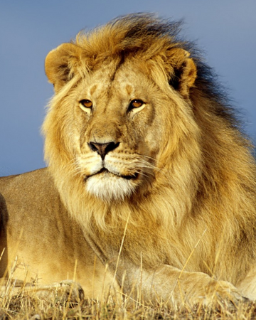 León | Wiki Reino Animalia | Fandom