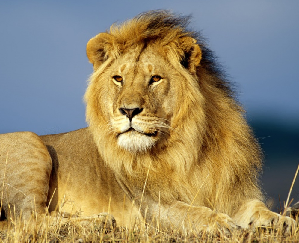 Resultado de imagen para leon