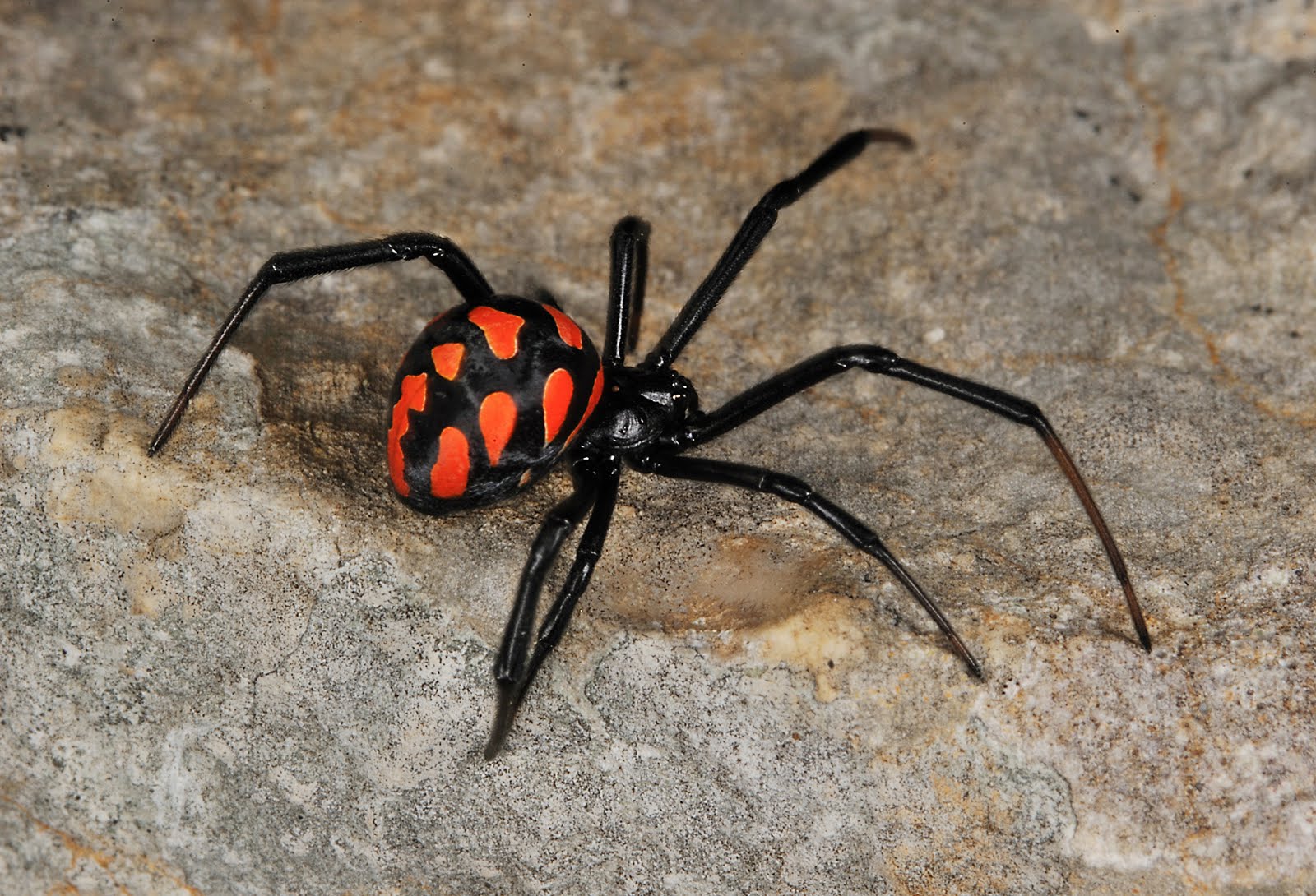 Viuda Negra Europea Wiki Reino Animalia Fandom