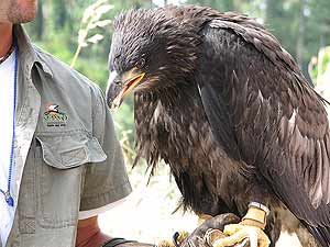 Aguila calva joven