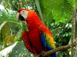 Guacamayo