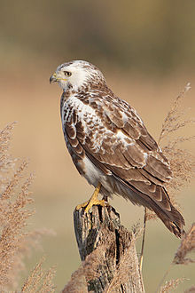 Mäusebussard23