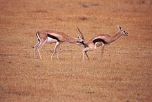 220px-Gazelle Checking Estrus