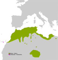 240px-Pelophylax saharicus range Map