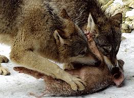 Lobos comiendo