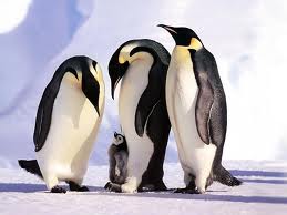 Pinguino emperador