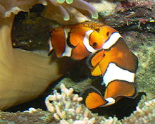 220px-Percula laichen 2