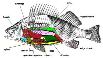 Peces Wiki Reino Animalia Fandom