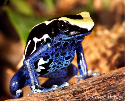Resultado de imagen para 3. Ranas dardo venenoso