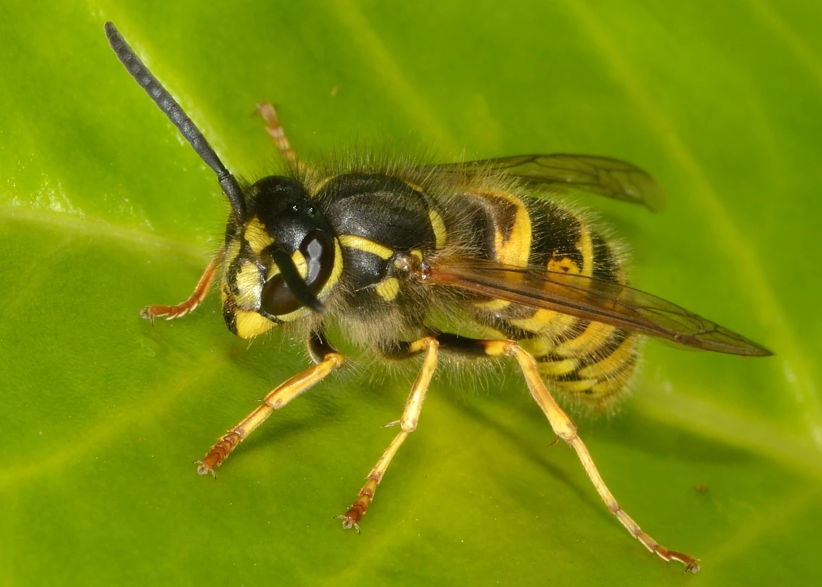 Avispa común | Wiki Reino Animalia | Fandom