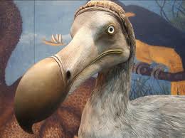 Dodo