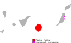 Gallotia stehlini range Map