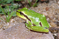 200px-Hyla molleri 02 by-dpc