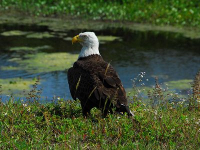 Aguila calva3