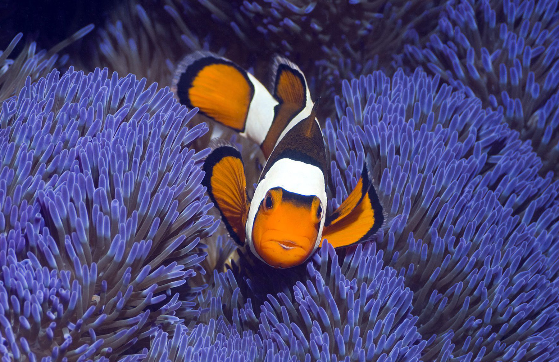 Imagen - Pez payaso 3.png | Wiki Reino Animalia | FANDOM powered by Wikia