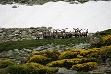 Sierra de Gredos 26-06-2010 16-14-43 3888x2592