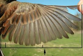 Plumas