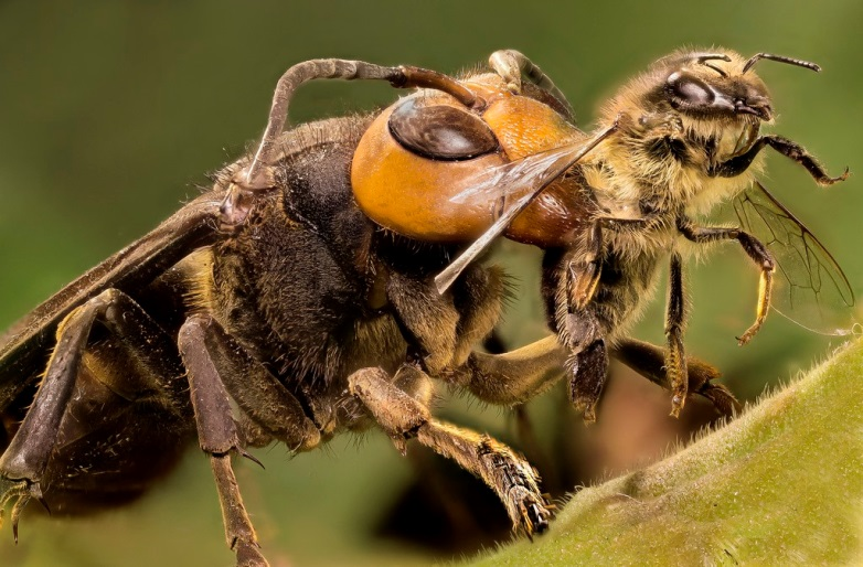 Avispón Asiático Gigante | Wiki Reino Animalia | Fandom