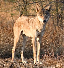 Lobo indio