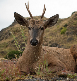 Huemul 5