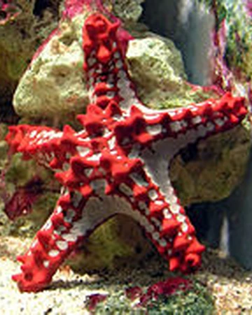 Estrella De Mar De Espinas Rojas Wiki Reino Animalia Fandom