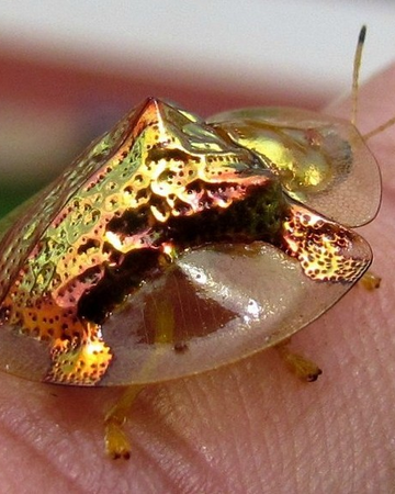 Escarabajo Tortuga de Oro | Wiki Reino Animalia | Fandom