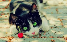 Gatitio